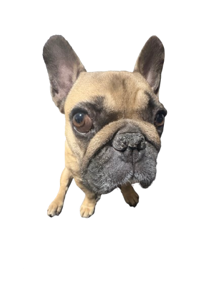 My dog Lada