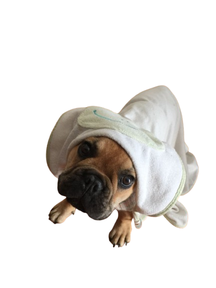 My dog Raffy